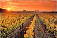 vineyard fall photo (2)